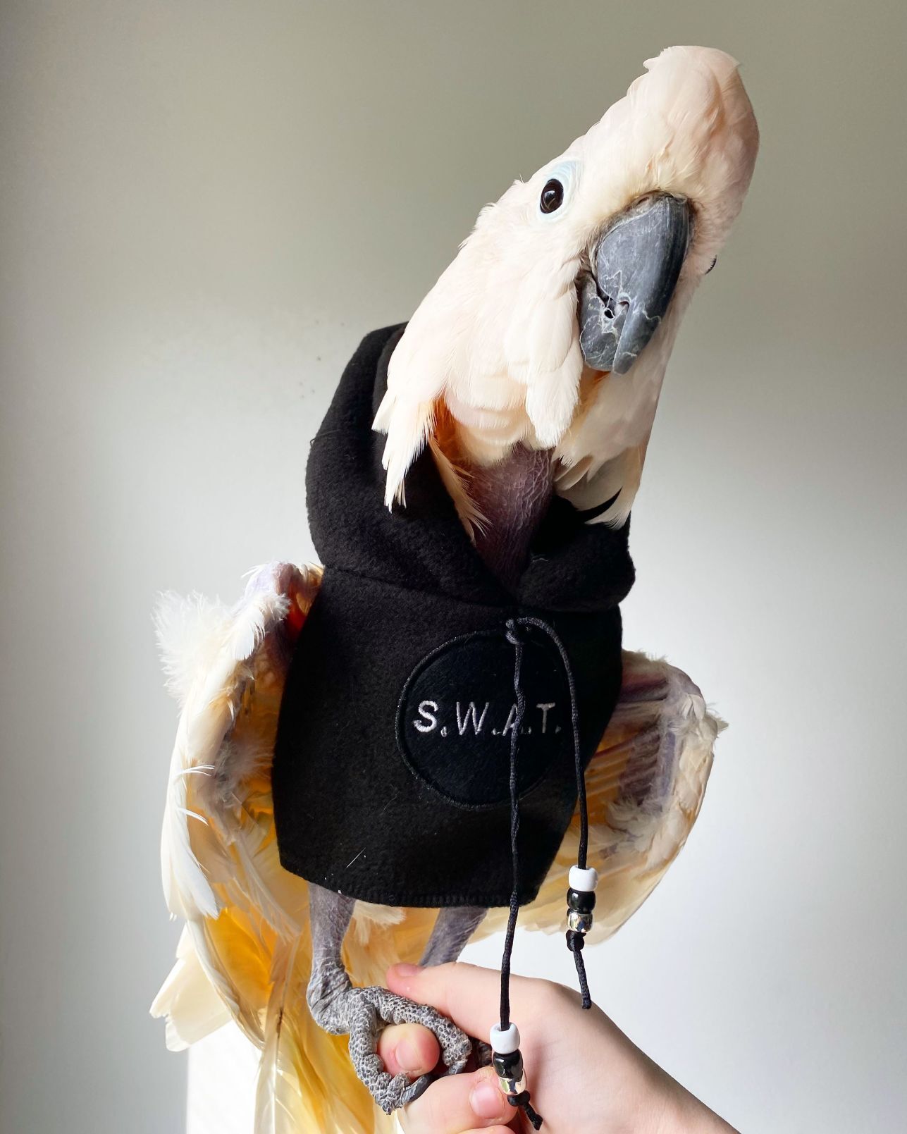 🏆 Third place critter: SWAT